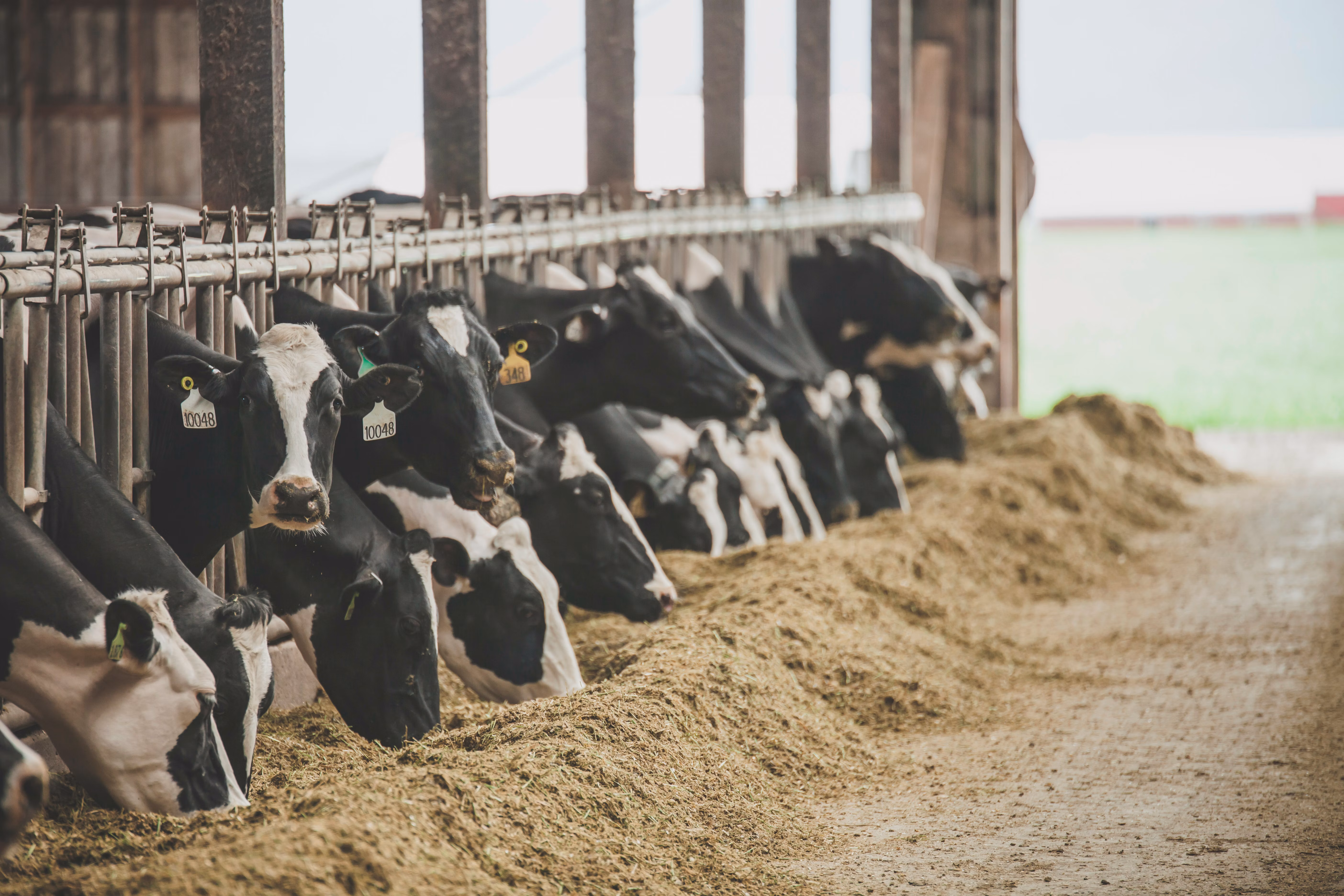Dairy Adobe Stock 257522180
